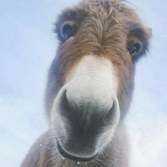 Meet your Posher, David - Picture 1 of 1